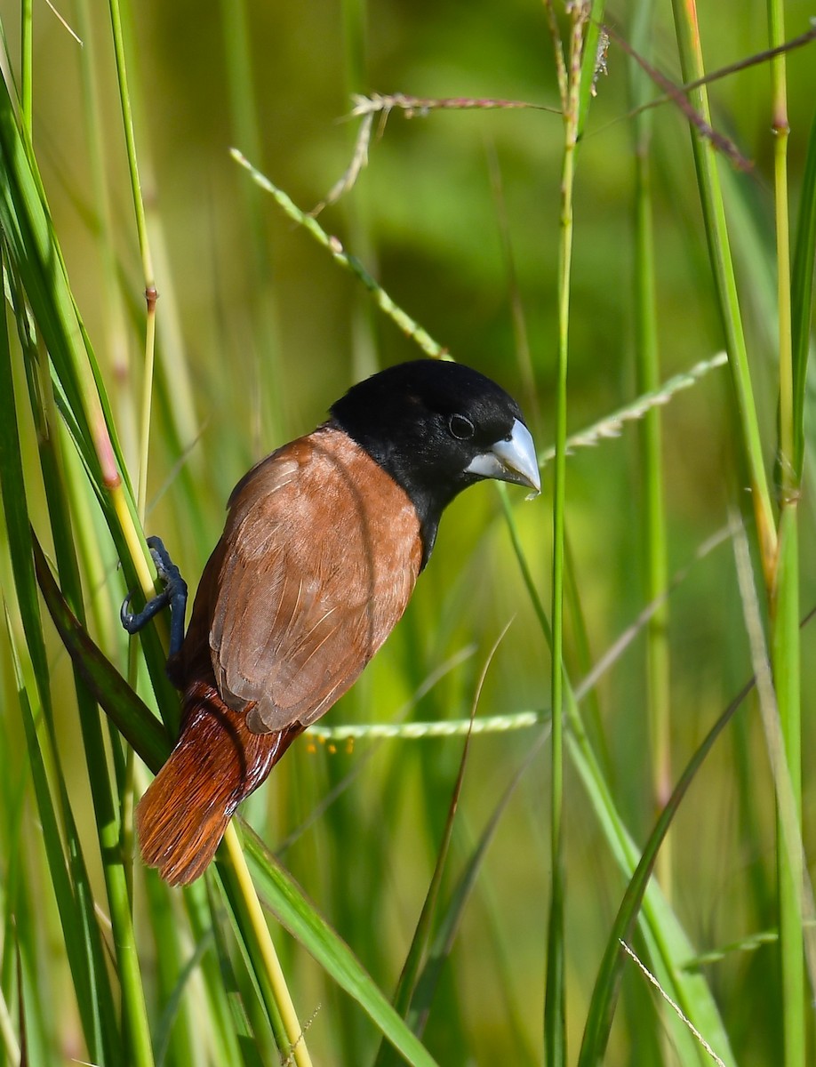 Chestnut Munia - ML620909401