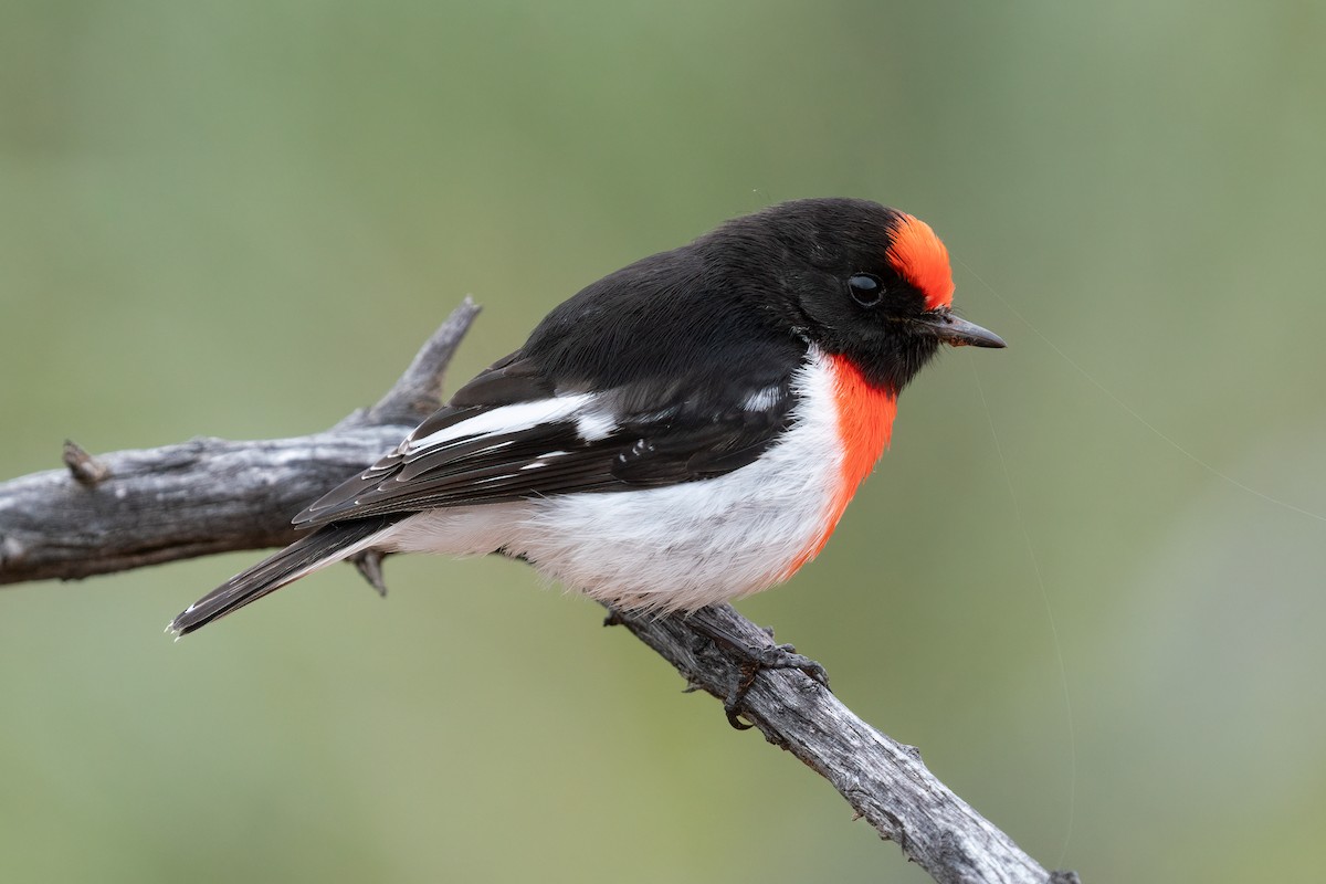 Red-capped Robin - ML620909402