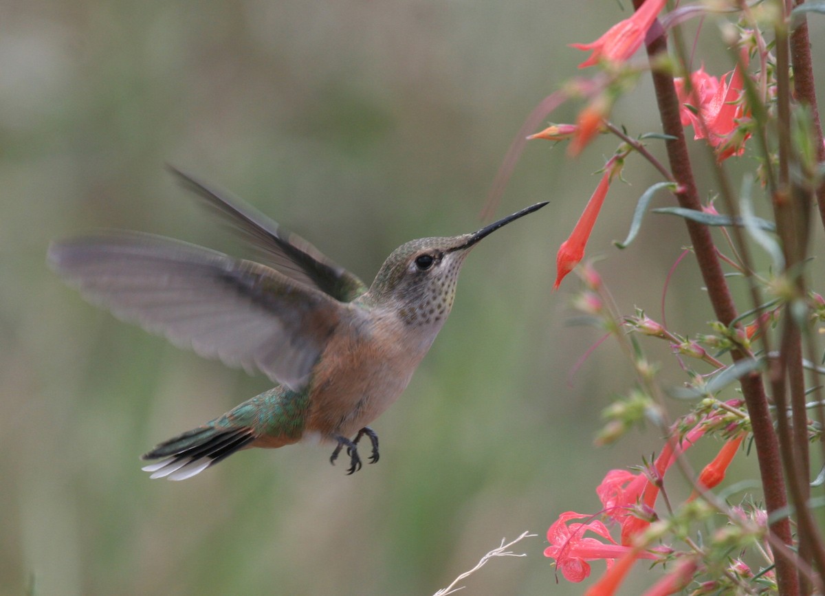 Broad-tailed Hummingbird - ML620909404