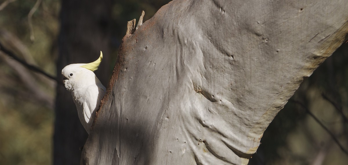 Sulphur-crested Cockatoo - ML620909405