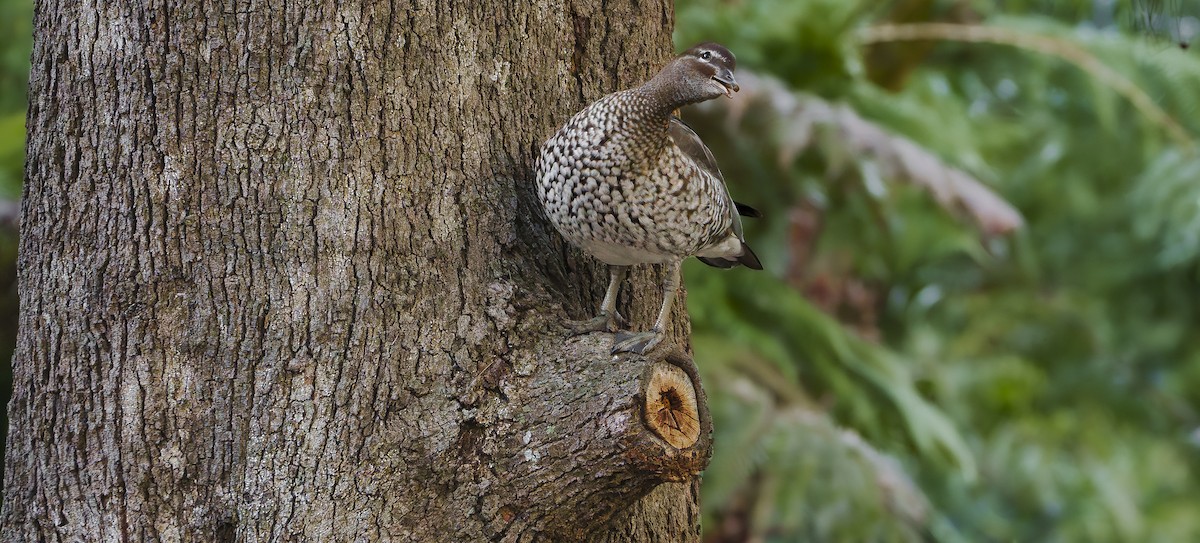 Canard à crinière - ML620909406