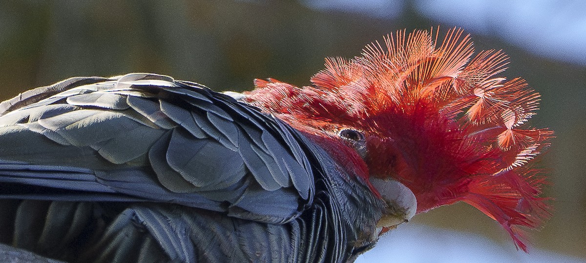 Gang-gang Cockatoo - ML620909408