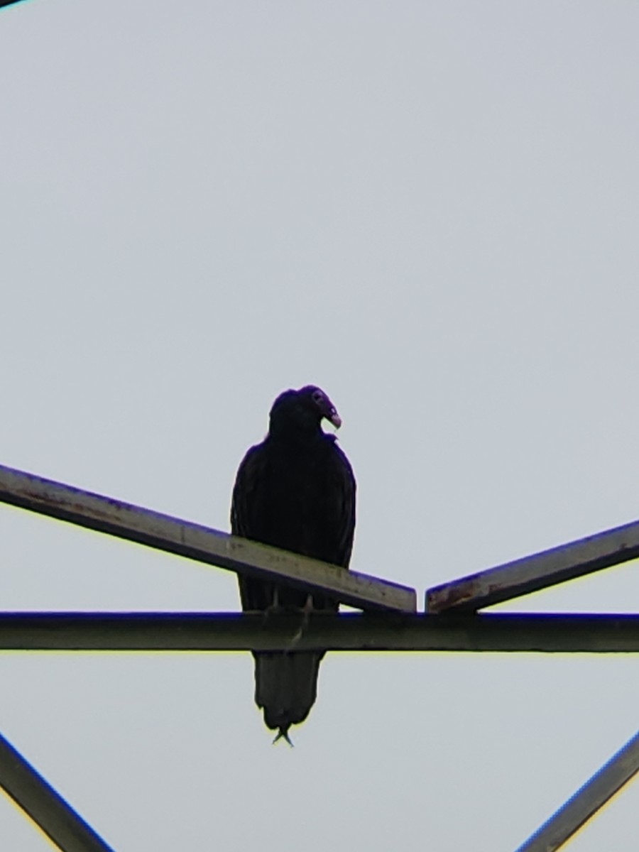 Turkey Vulture - ML620909413