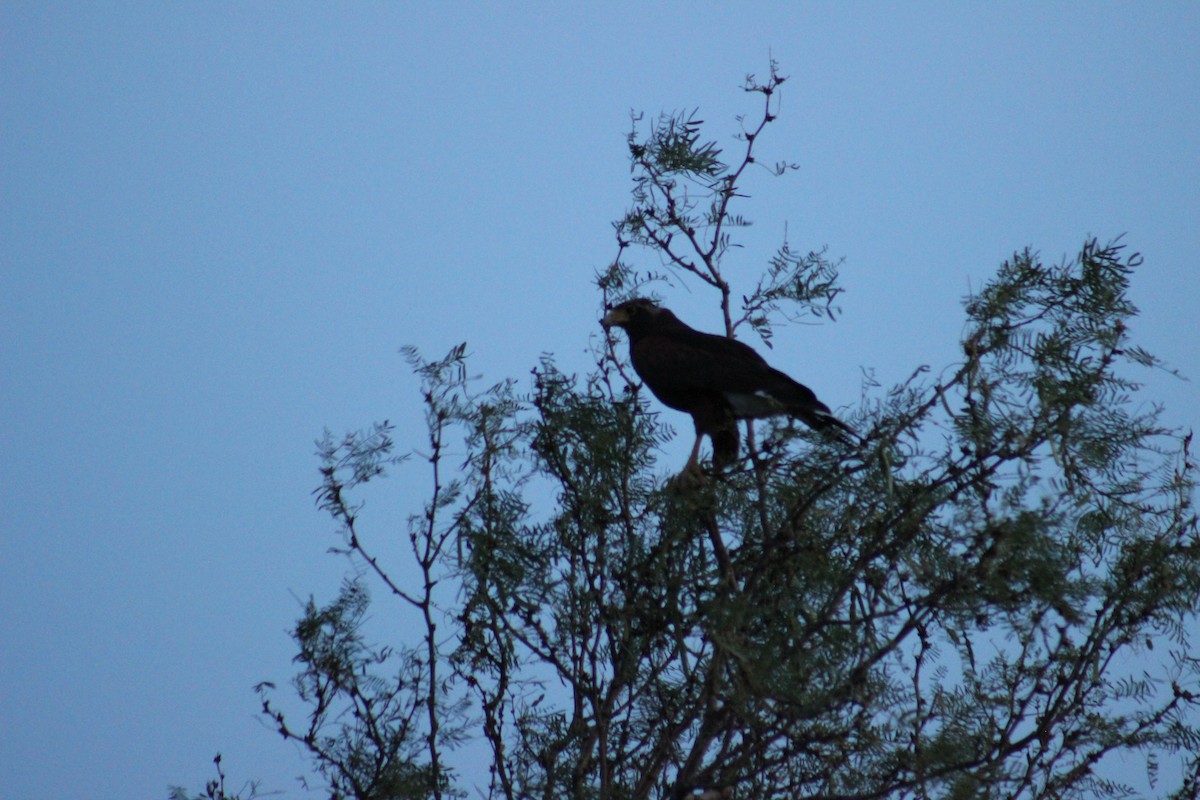 Harris's Hawk - Adair Bock