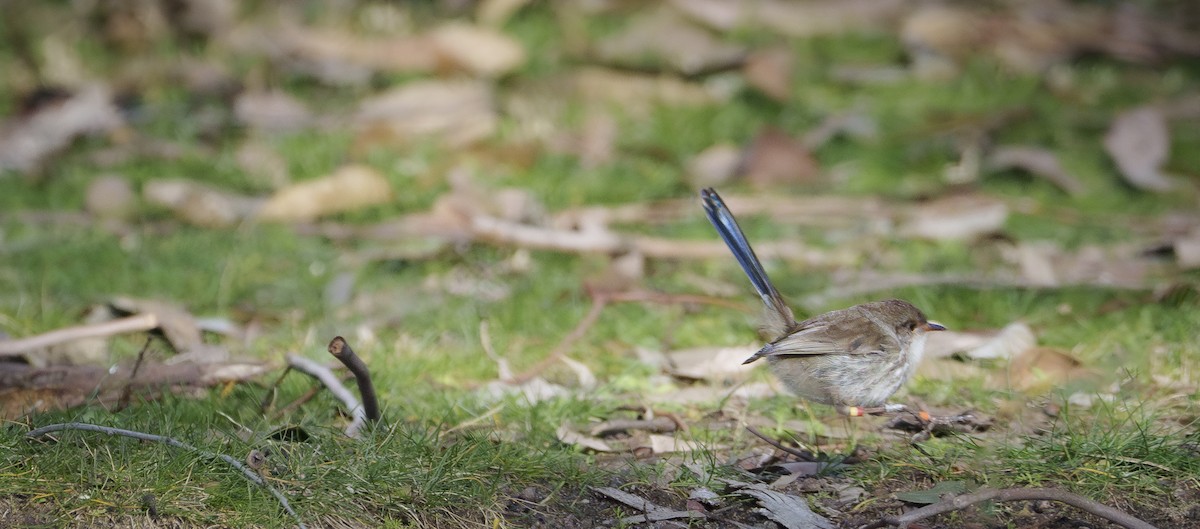 Superb Fairywren - ML620909415