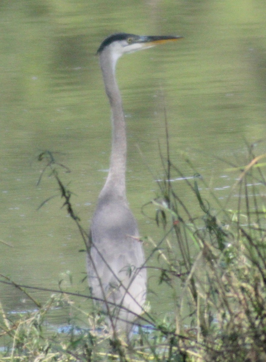 Great Blue Heron - ML620909421