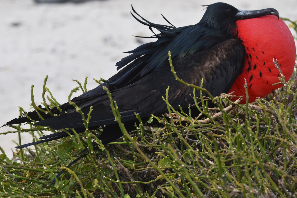 Great Frigatebird - ML620909422