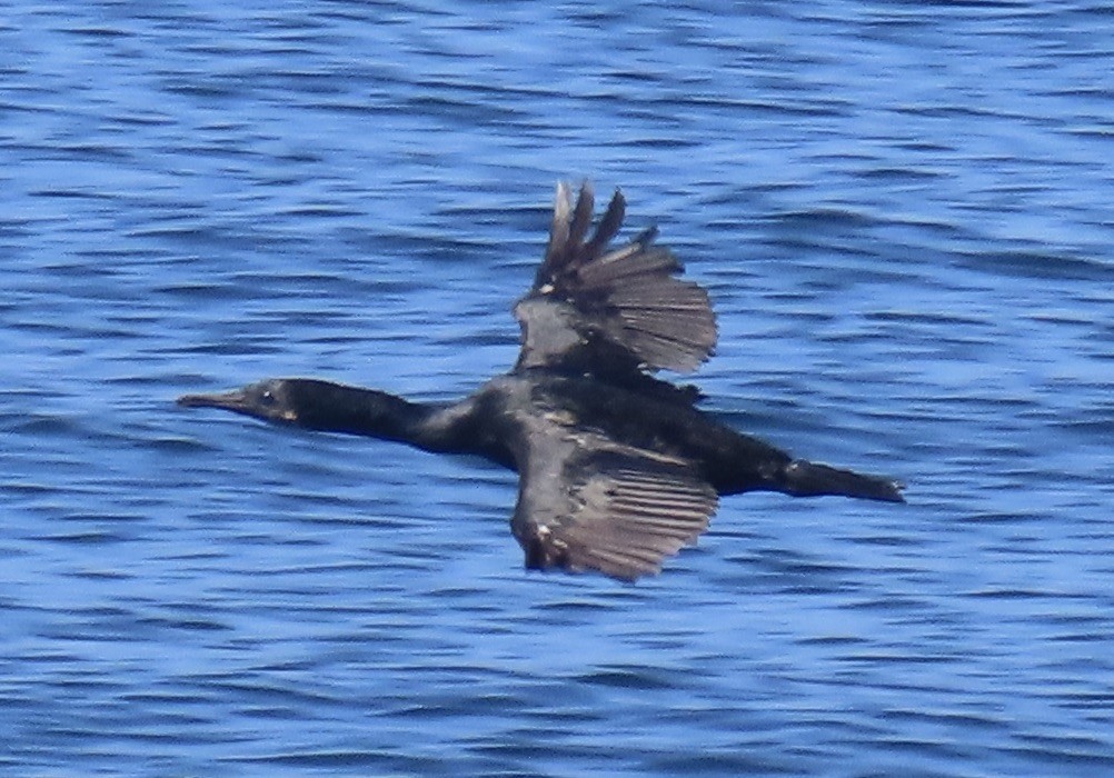 Pelagic Cormorant - ML620909423