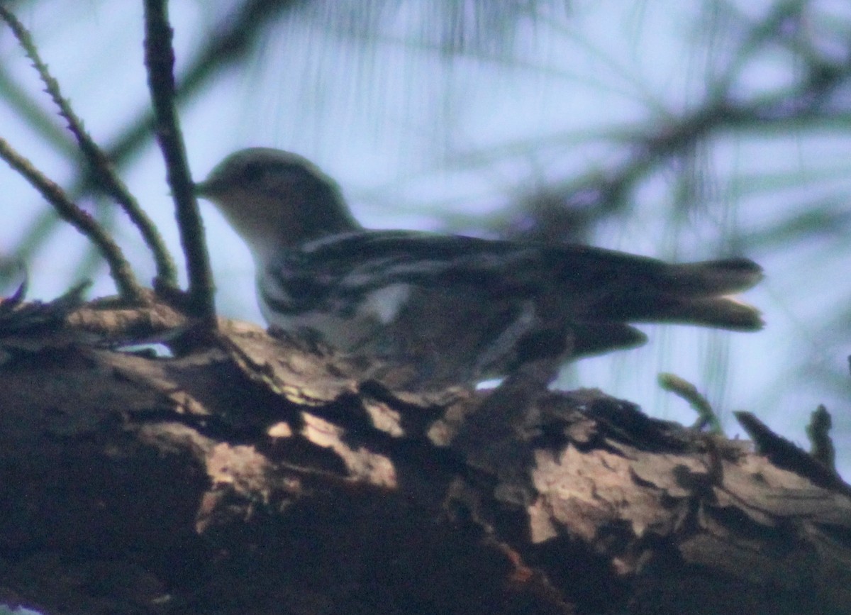 Black-and-white Warbler - ML620909424