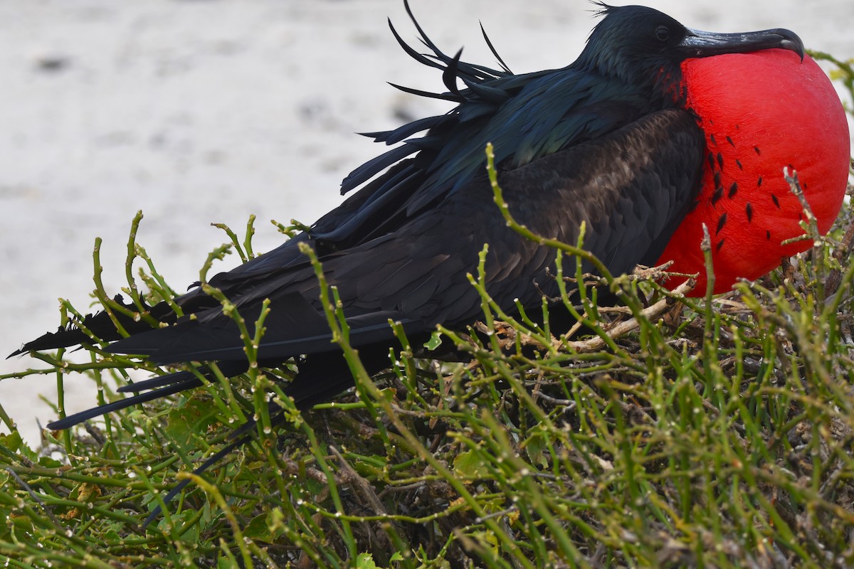 Great Frigatebird - ML620909427