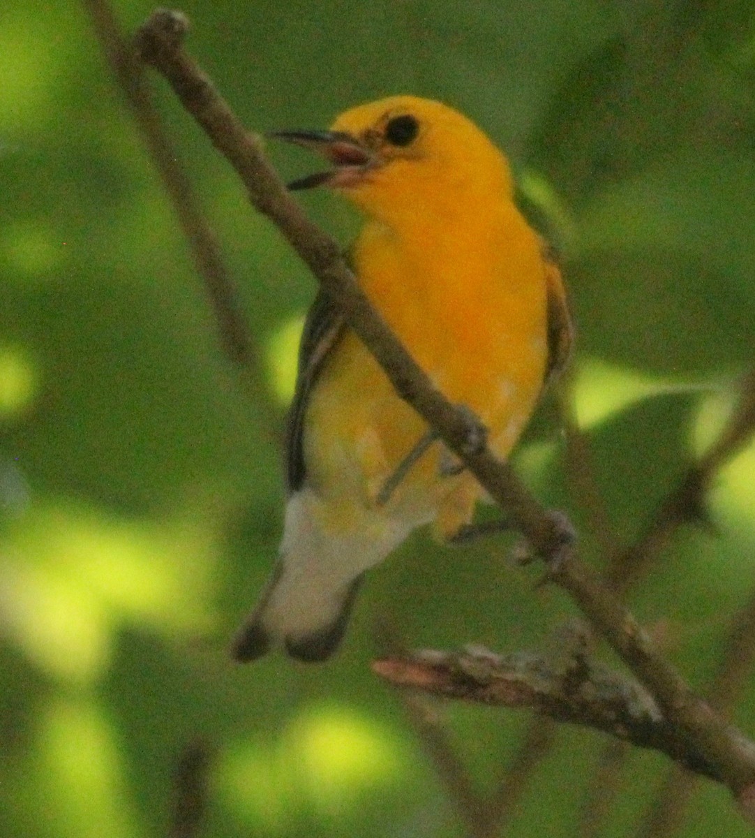 Prothonotary Warbler - ML620909430