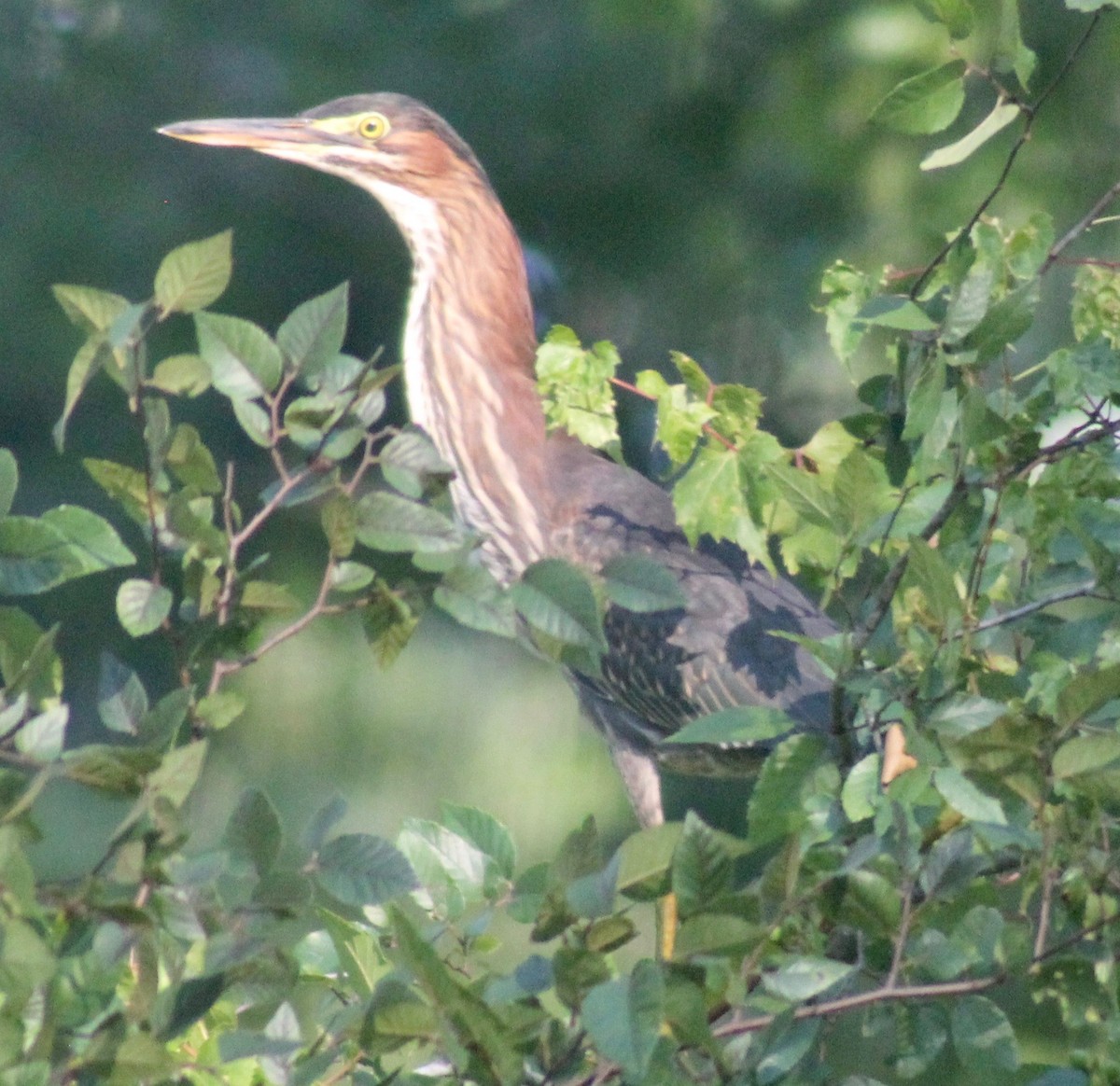 Green Heron - ML620909433