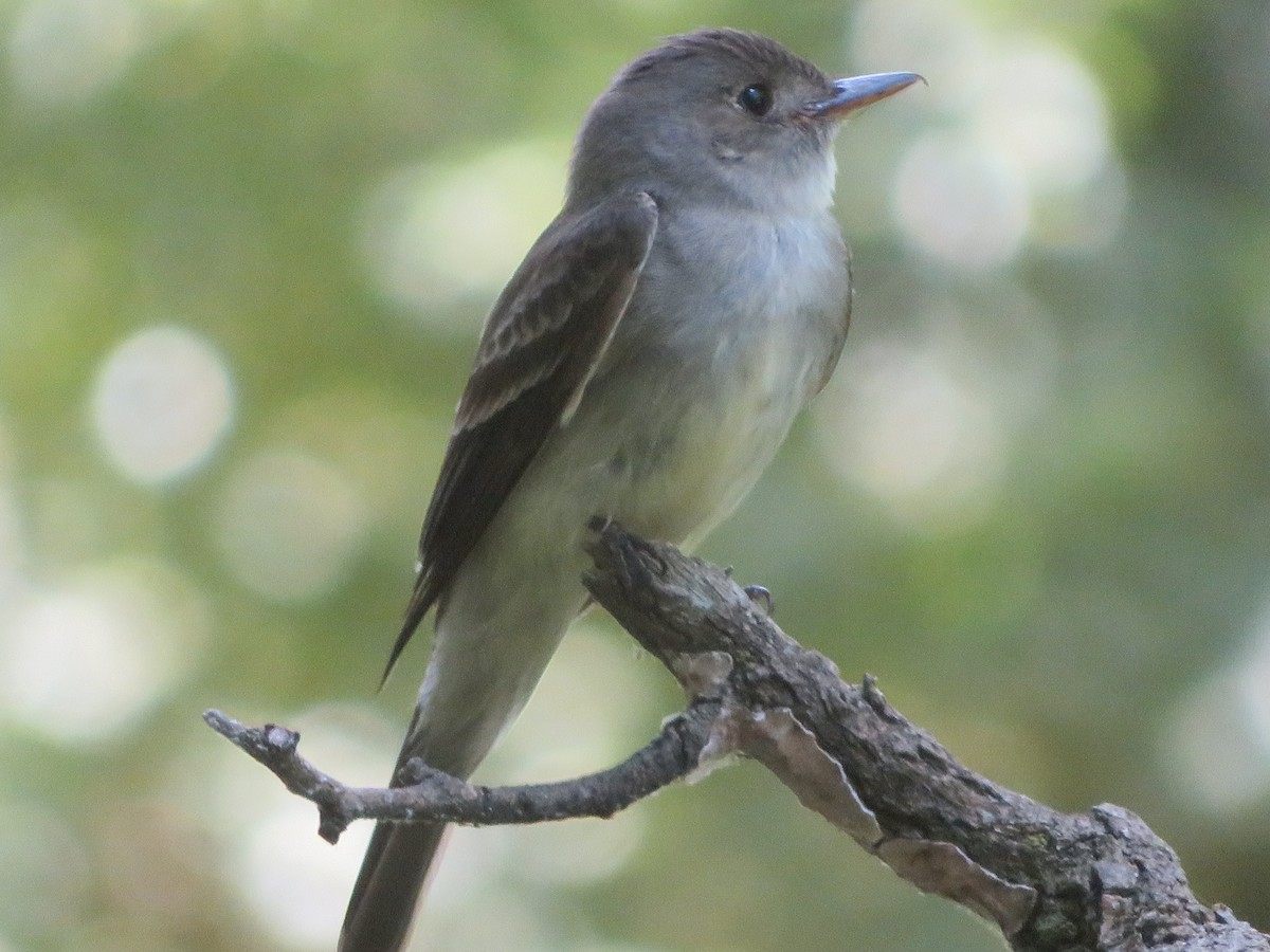 Eastern Wood-Pewee - ML620909435