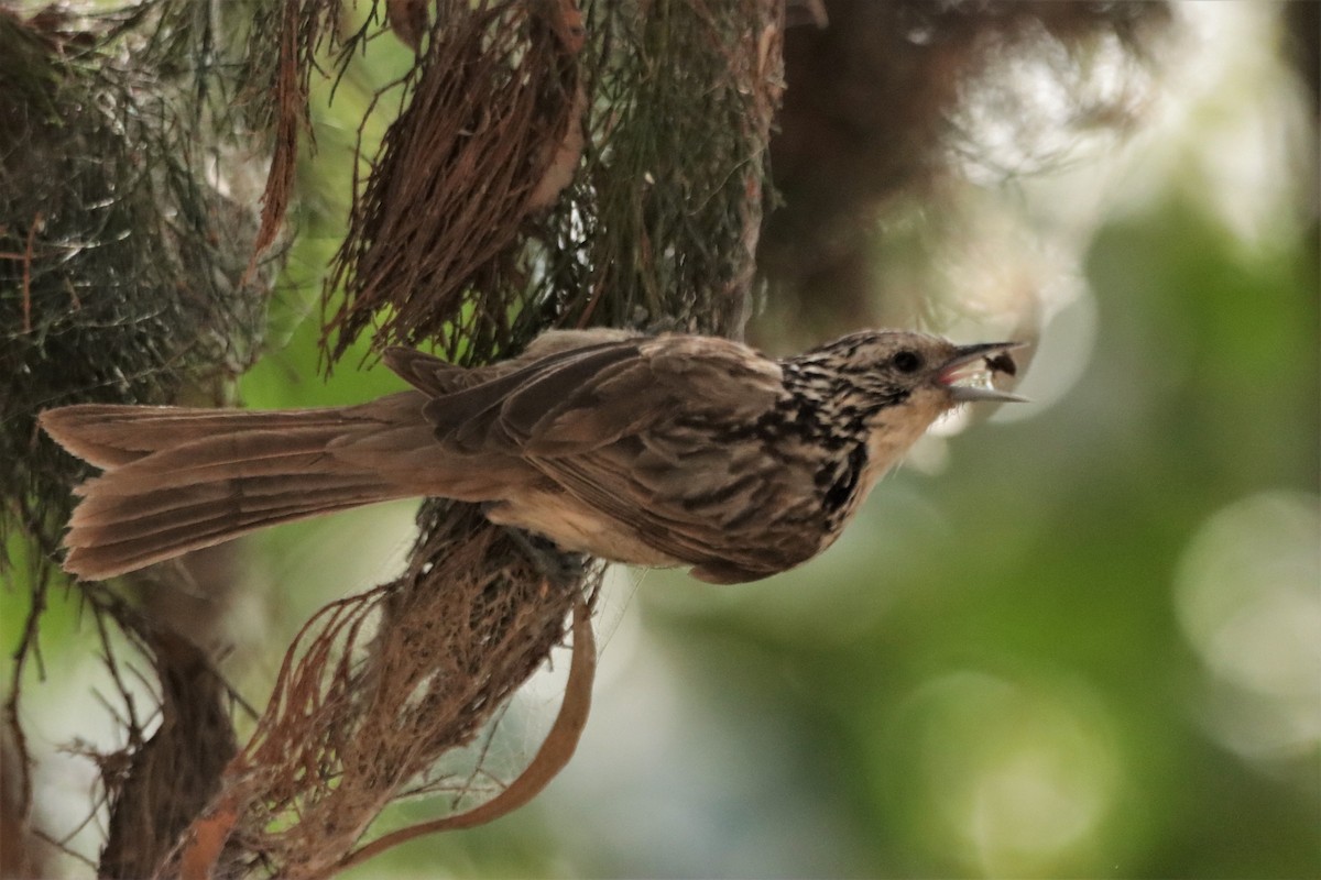 Striped Honeyeater - ML620909437