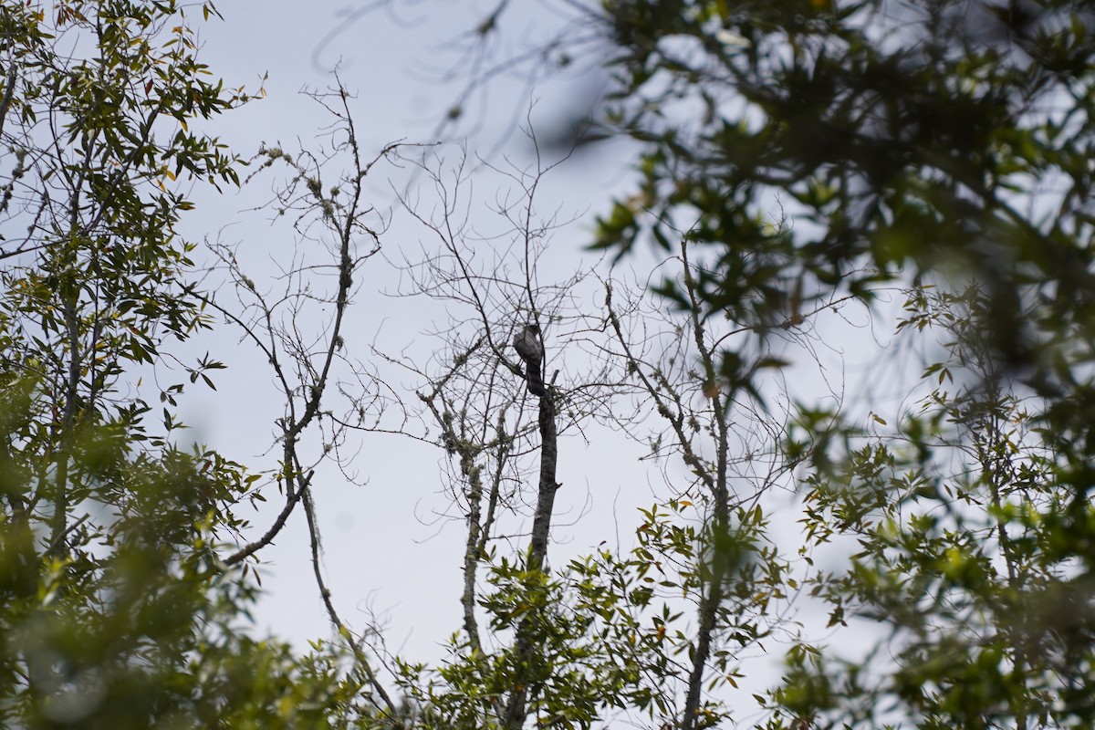 Cooper's Hawk - ML620909439