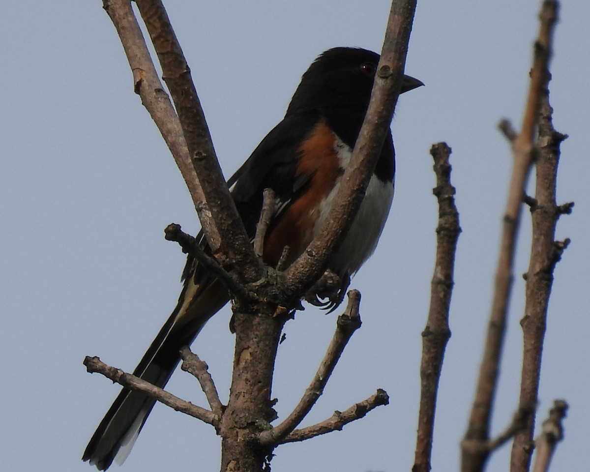 Eastern Towhee - ML620909448