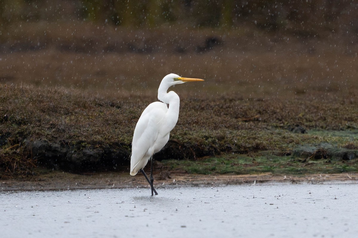 Great Egret - ML620909458