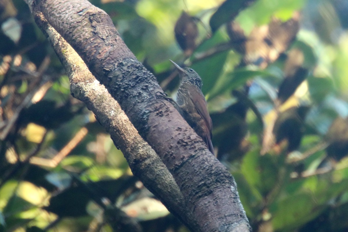 Ocellated Woodcreeper - ML620909462