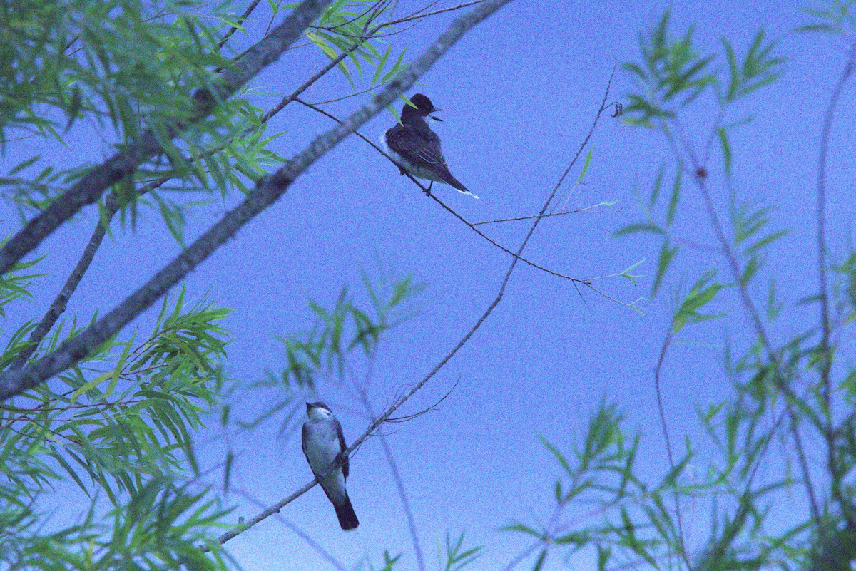 Eastern Kingbird - ML620909465