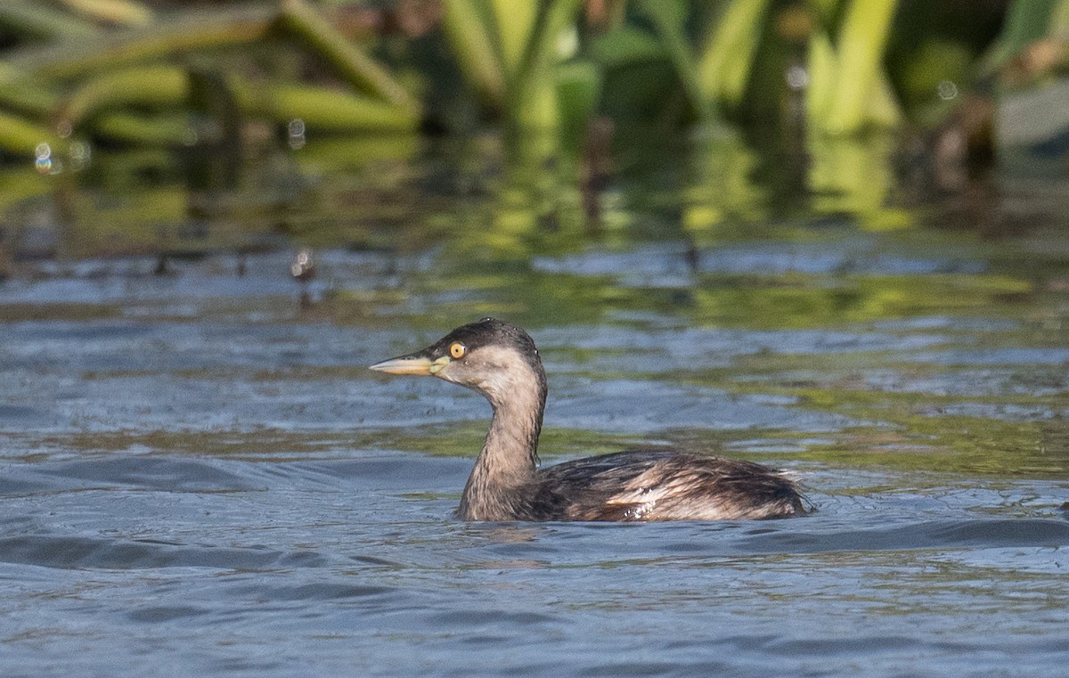 Australasian Grebe - ML620909469