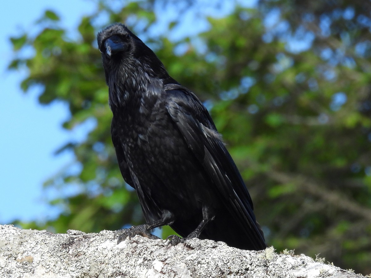 Common Raven - ML620909470