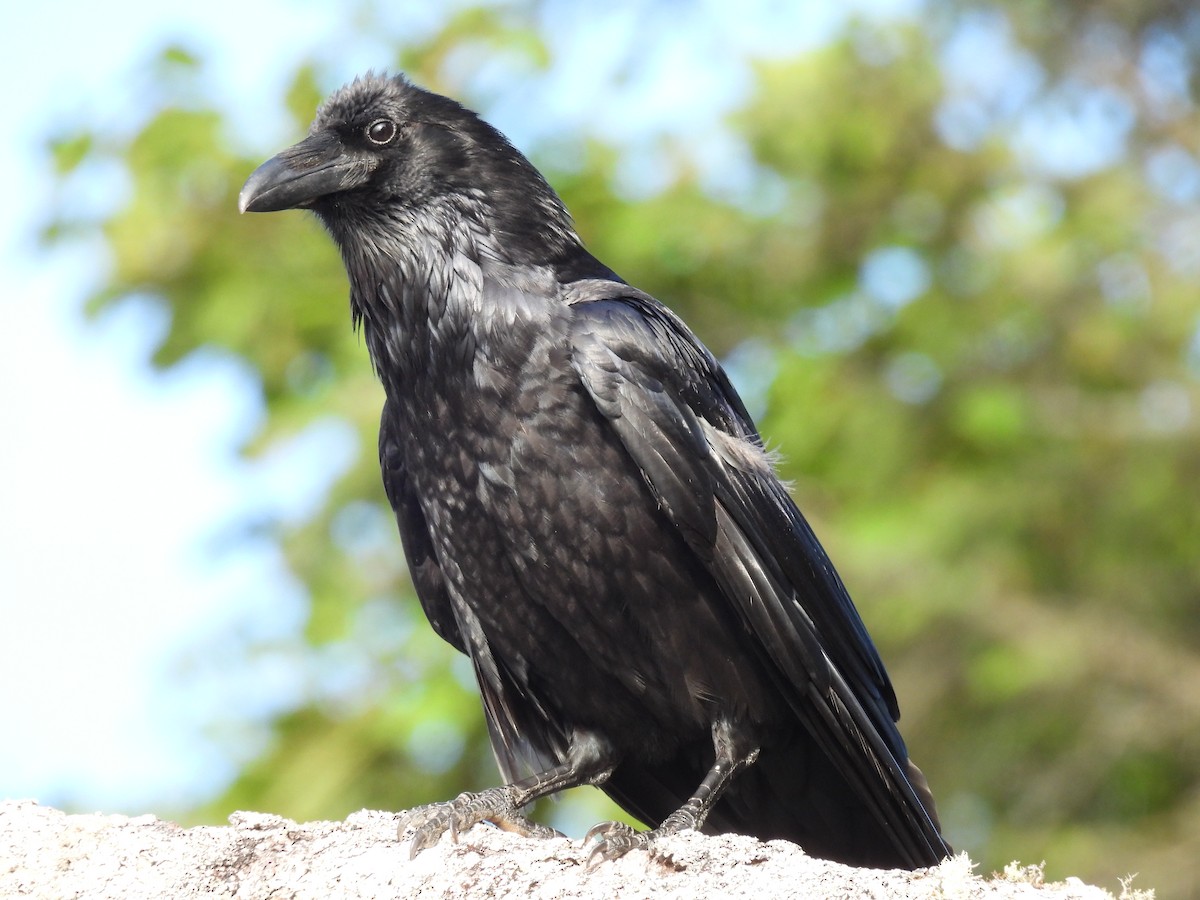 Common Raven - ML620909471