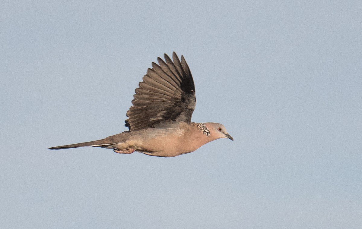 Spotted Dove - ML620909481