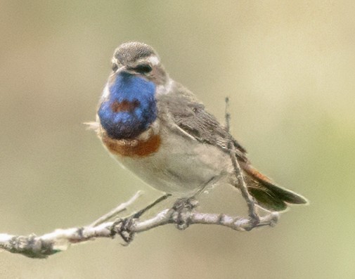 Bluethroat - ML620909484