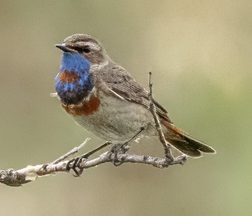 Bluethroat - ML620909485