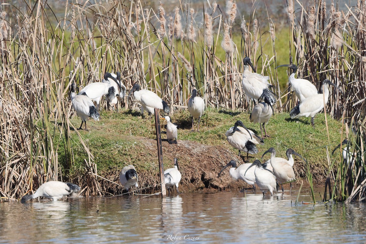 Australian Ibis - Robyn Cuzens