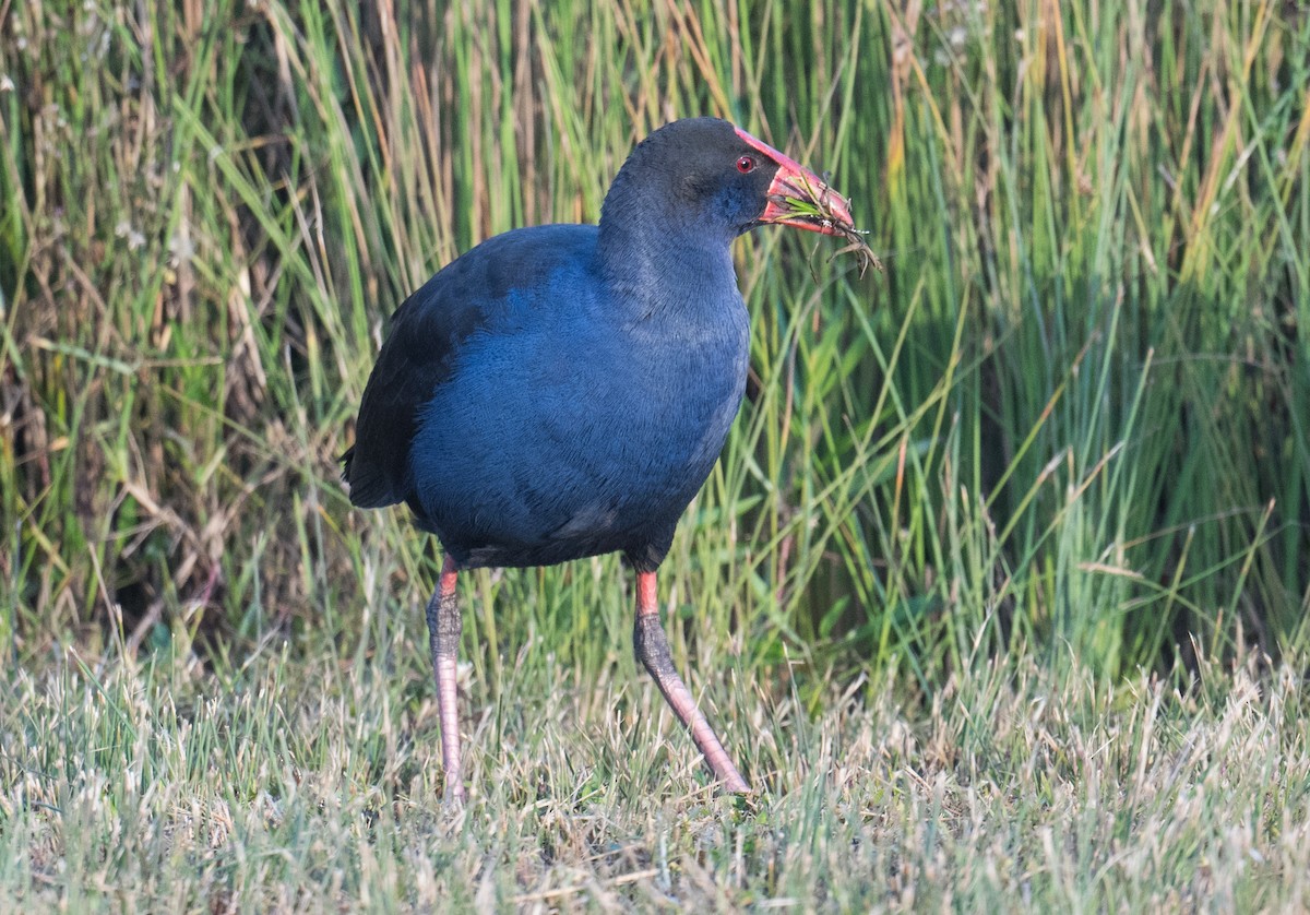 Australasian Swamphen - ML620909496