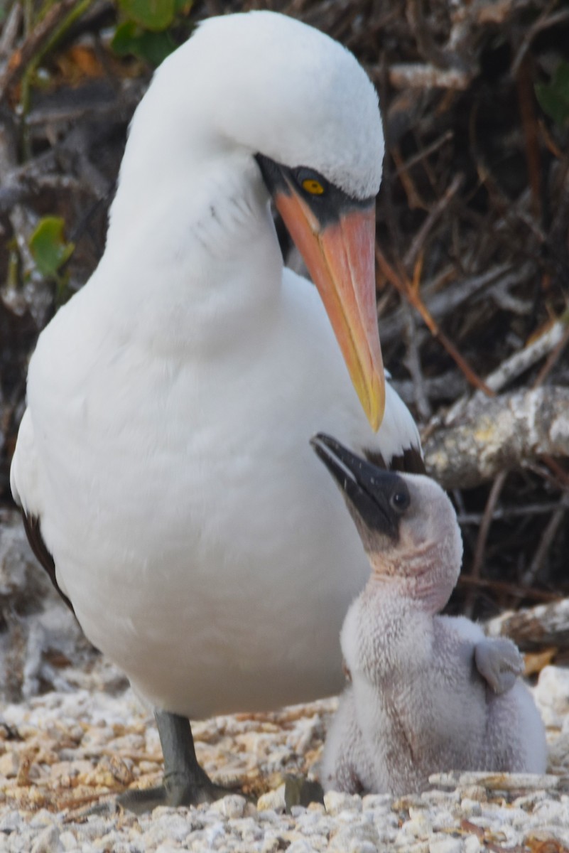 Nazca Booby - ML620909506