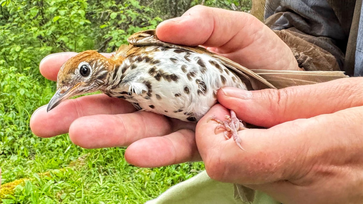 Wood Thrush - ML620909507