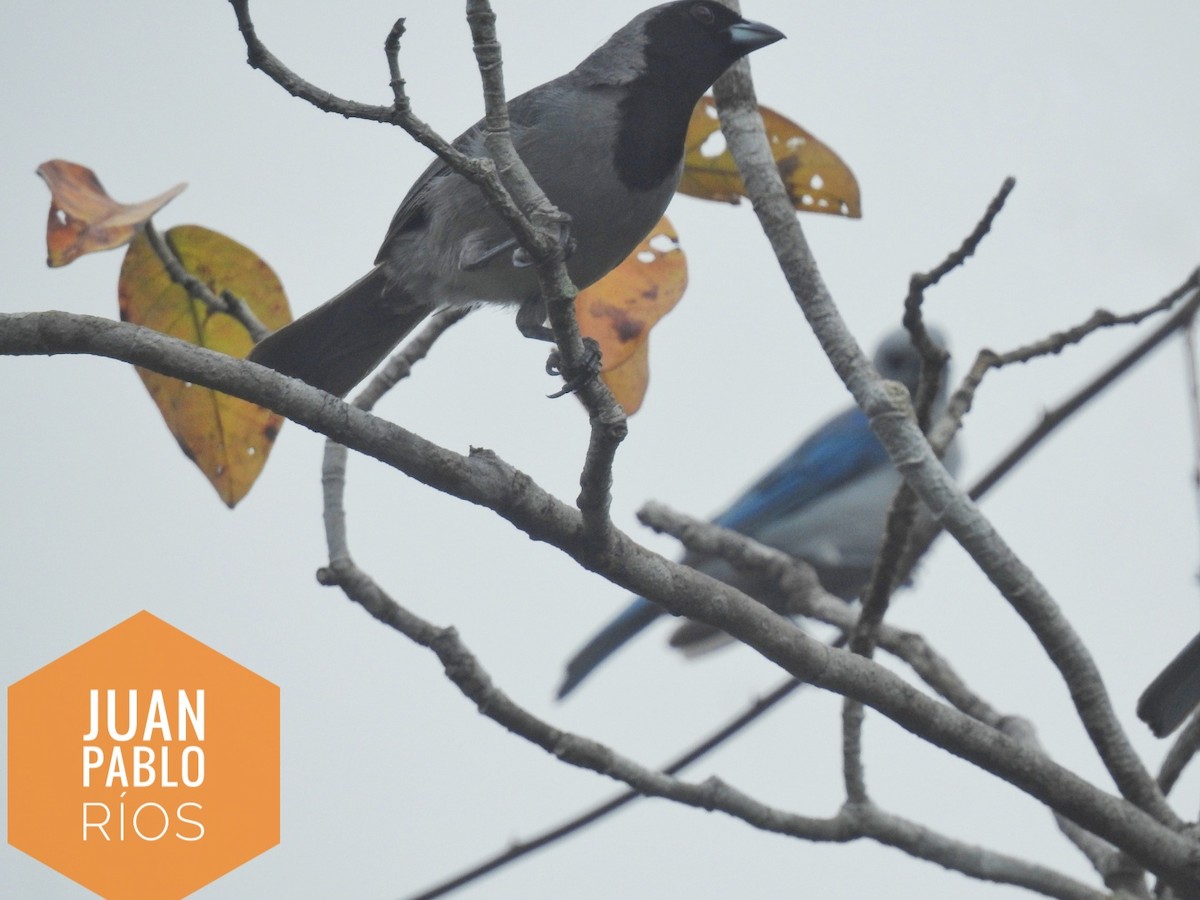 Black-faced Tanager - Juan Ríos