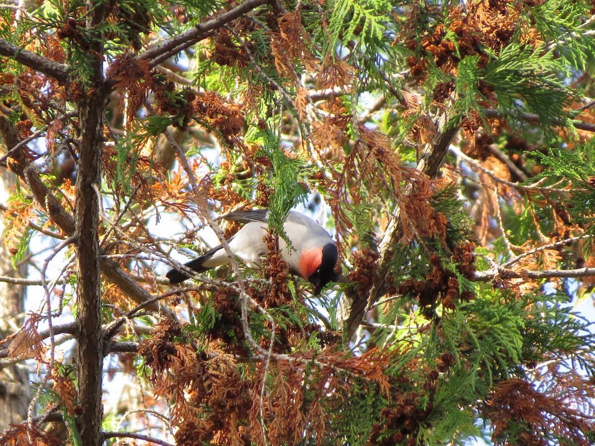 Eurasian Bullfinch - ML620909518