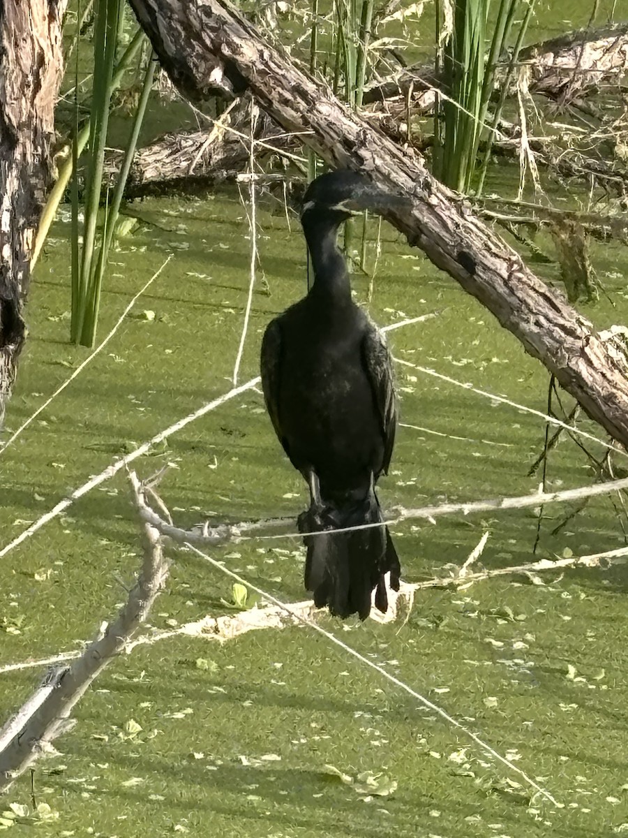 Neotropic Cormorant - ML620909519