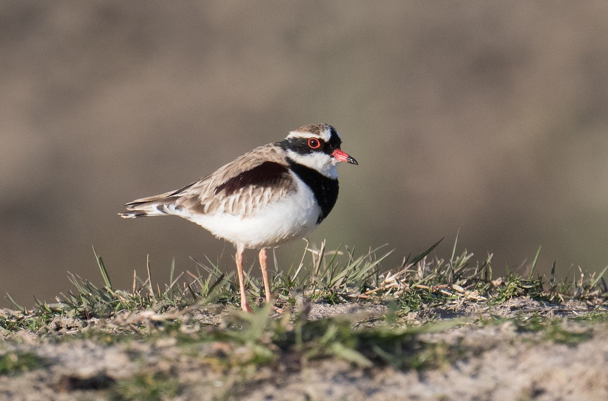 Black-fronted Dotterel - ML620909520