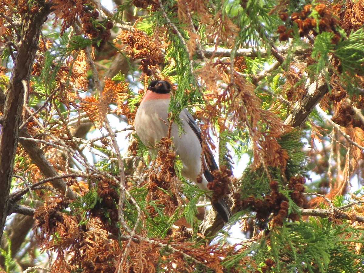 Eurasian Bullfinch - ML620909521