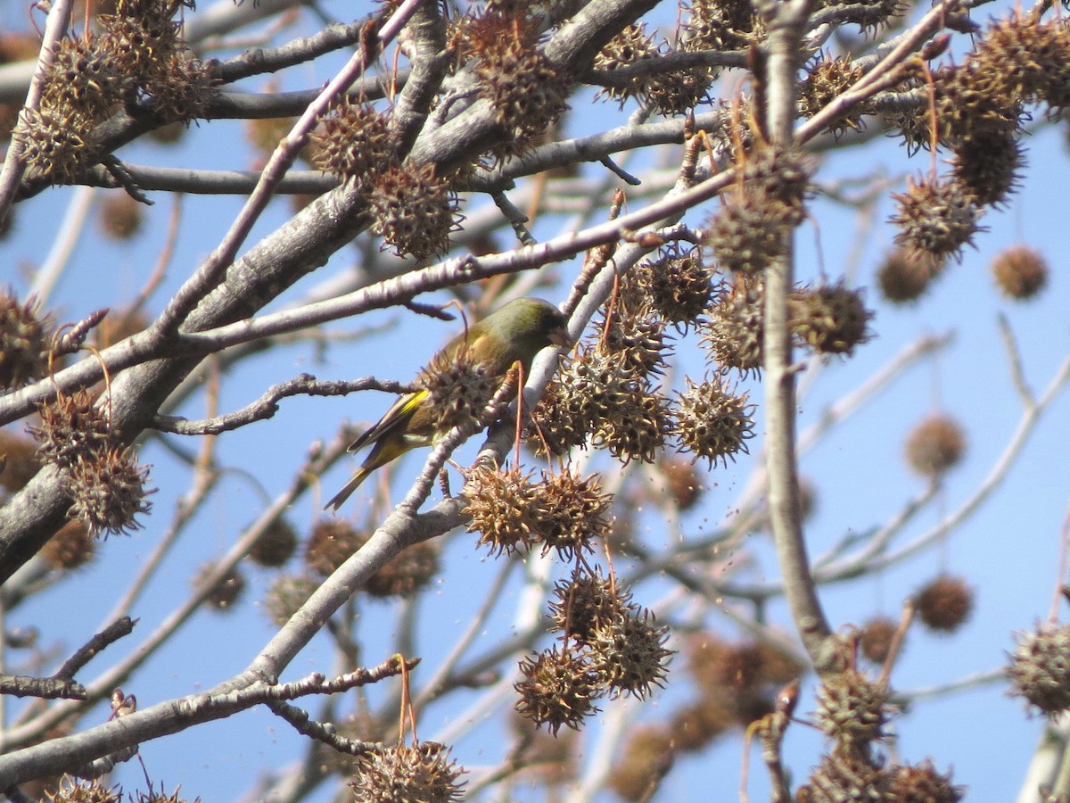 Oriental Greenfinch - ML620909526