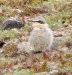 Northern Wheatear - ML620909528