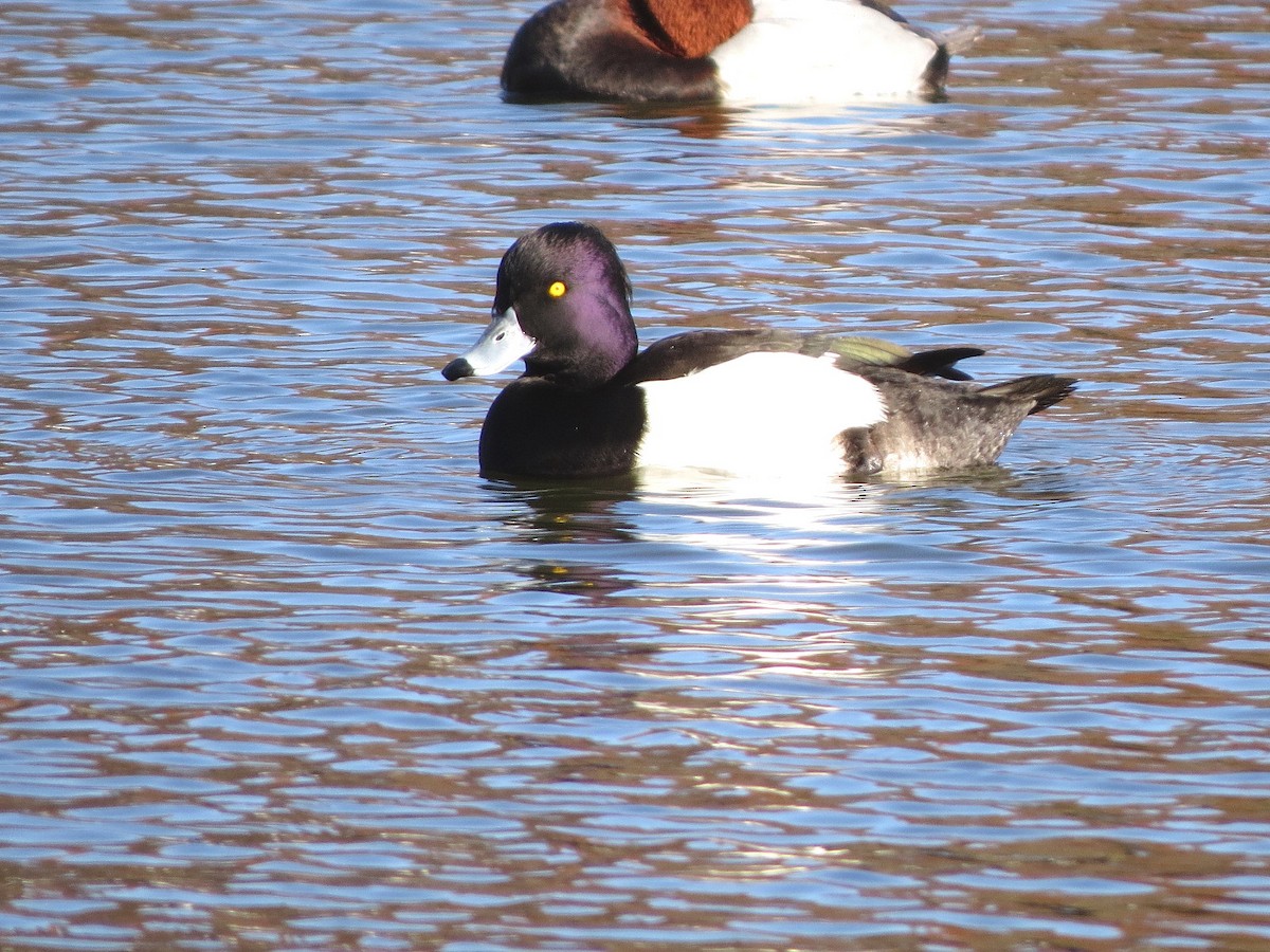 Tufted Duck - ML620909533