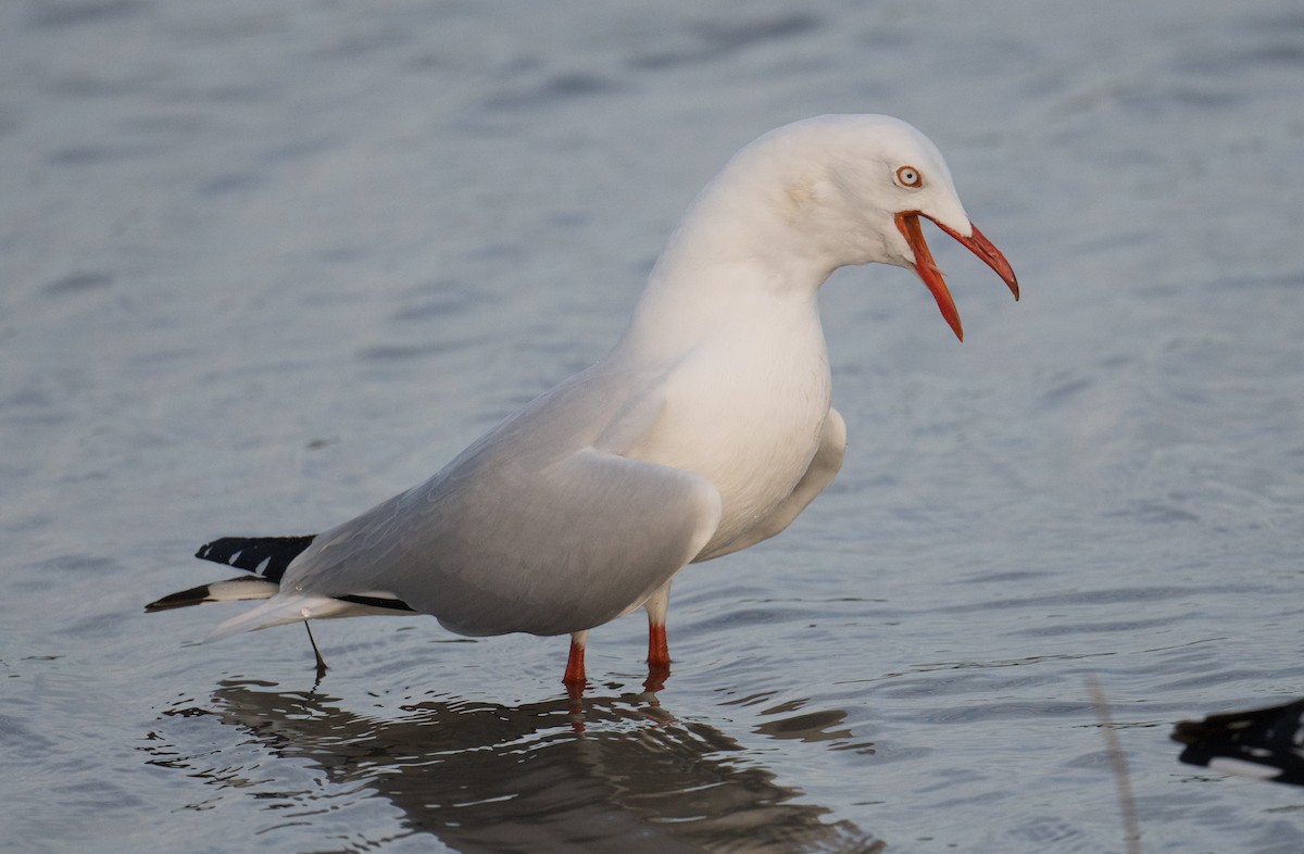 Silver Gull - John Daniels