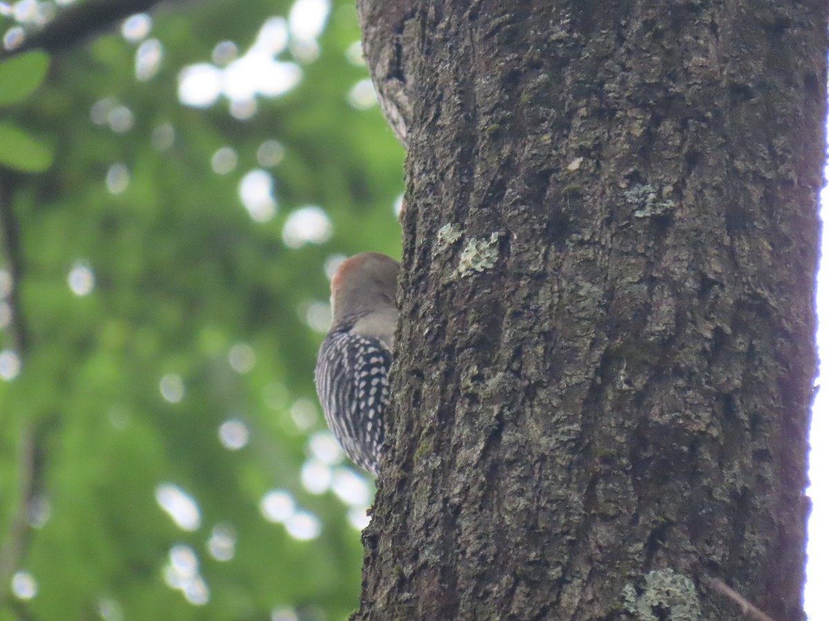 Red-bellied Woodpecker - ML620909538