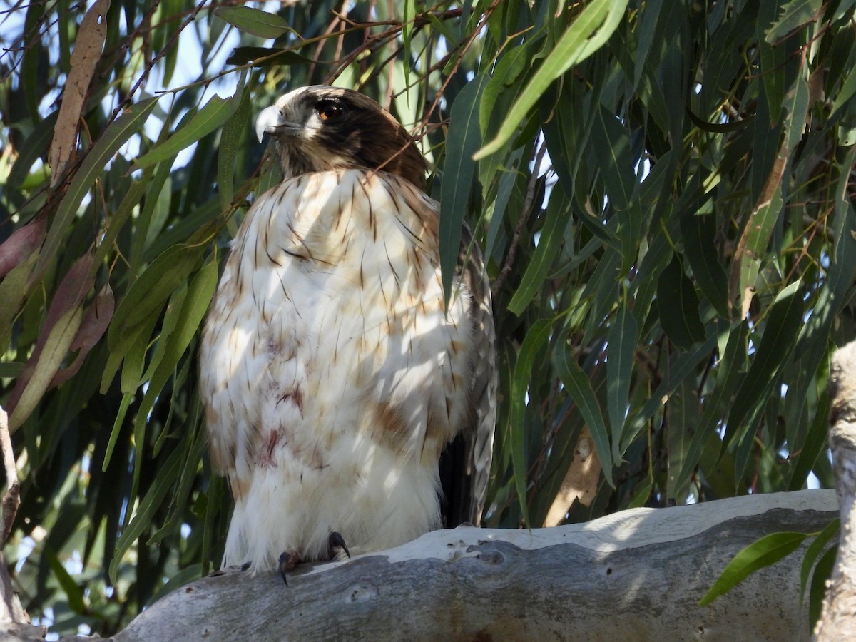 Австралийский орёл-карлик - ML620909555