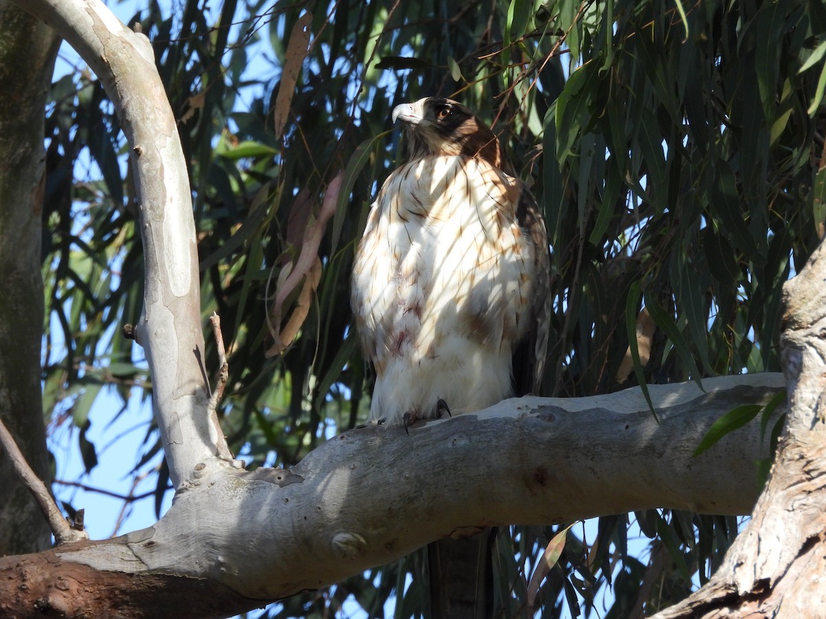 Австралийский орёл-карлик - ML620909556