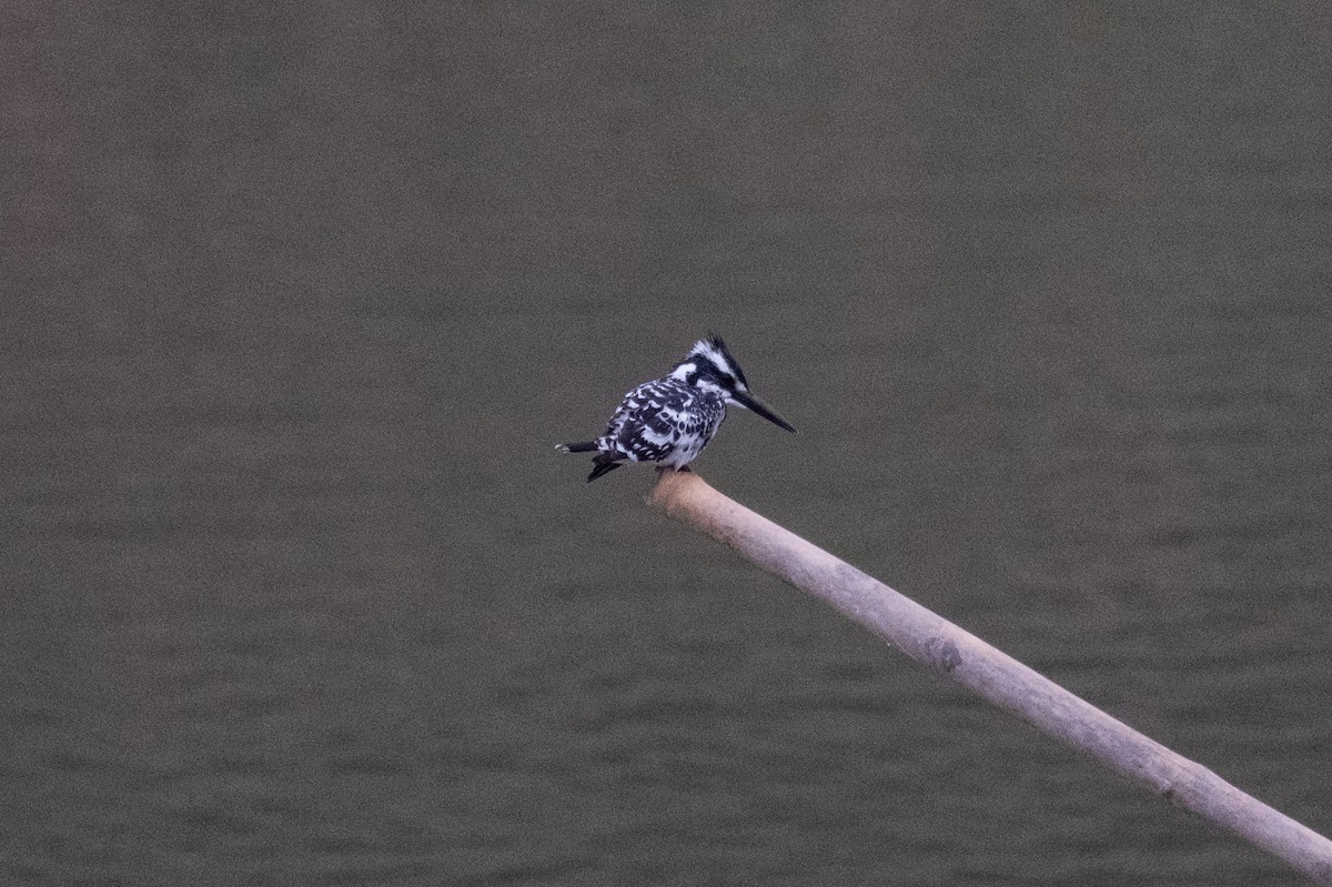 Pied Kingfisher - ML620909557