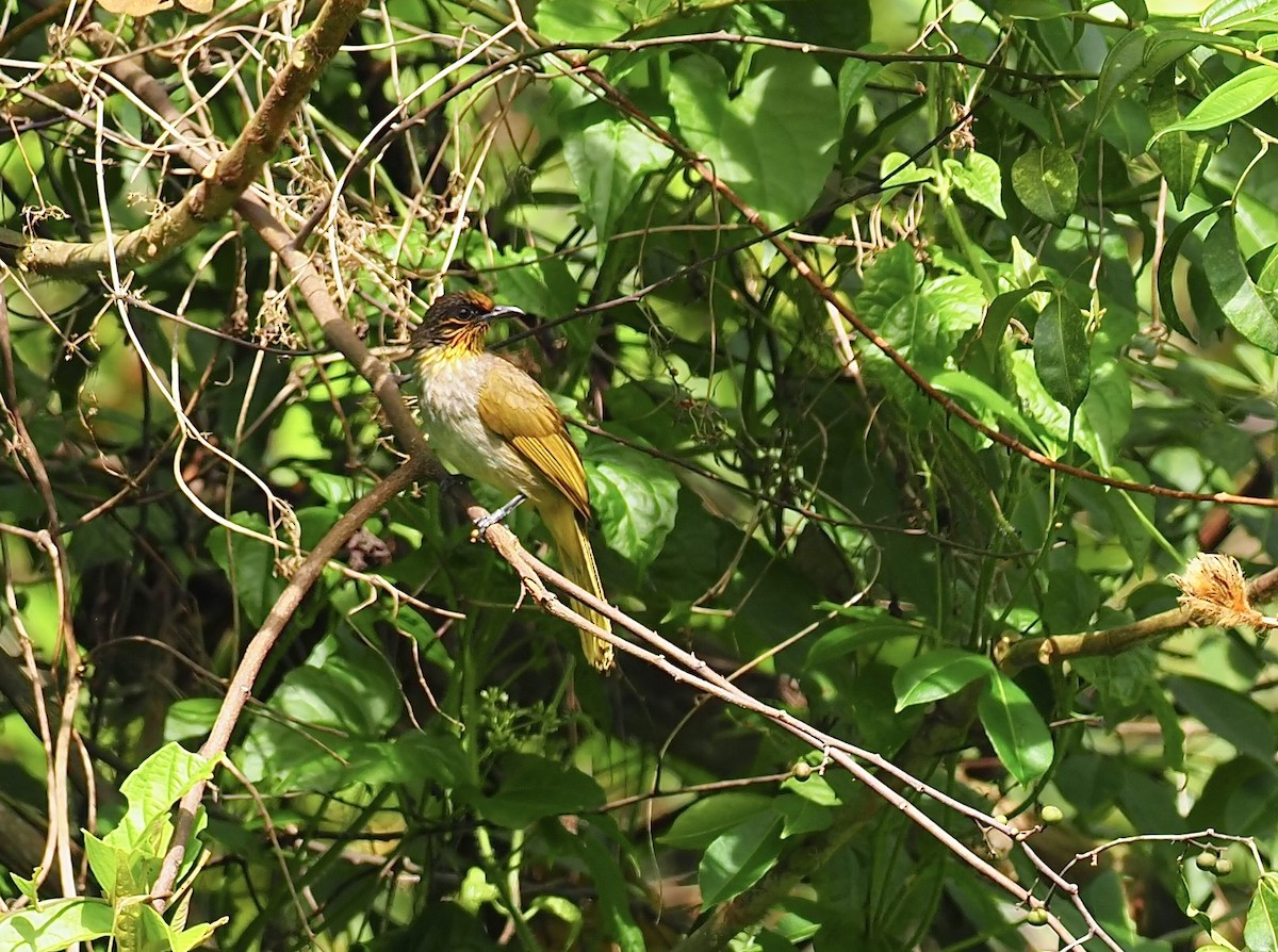 Stripe-throated Bulbul - ML620909559