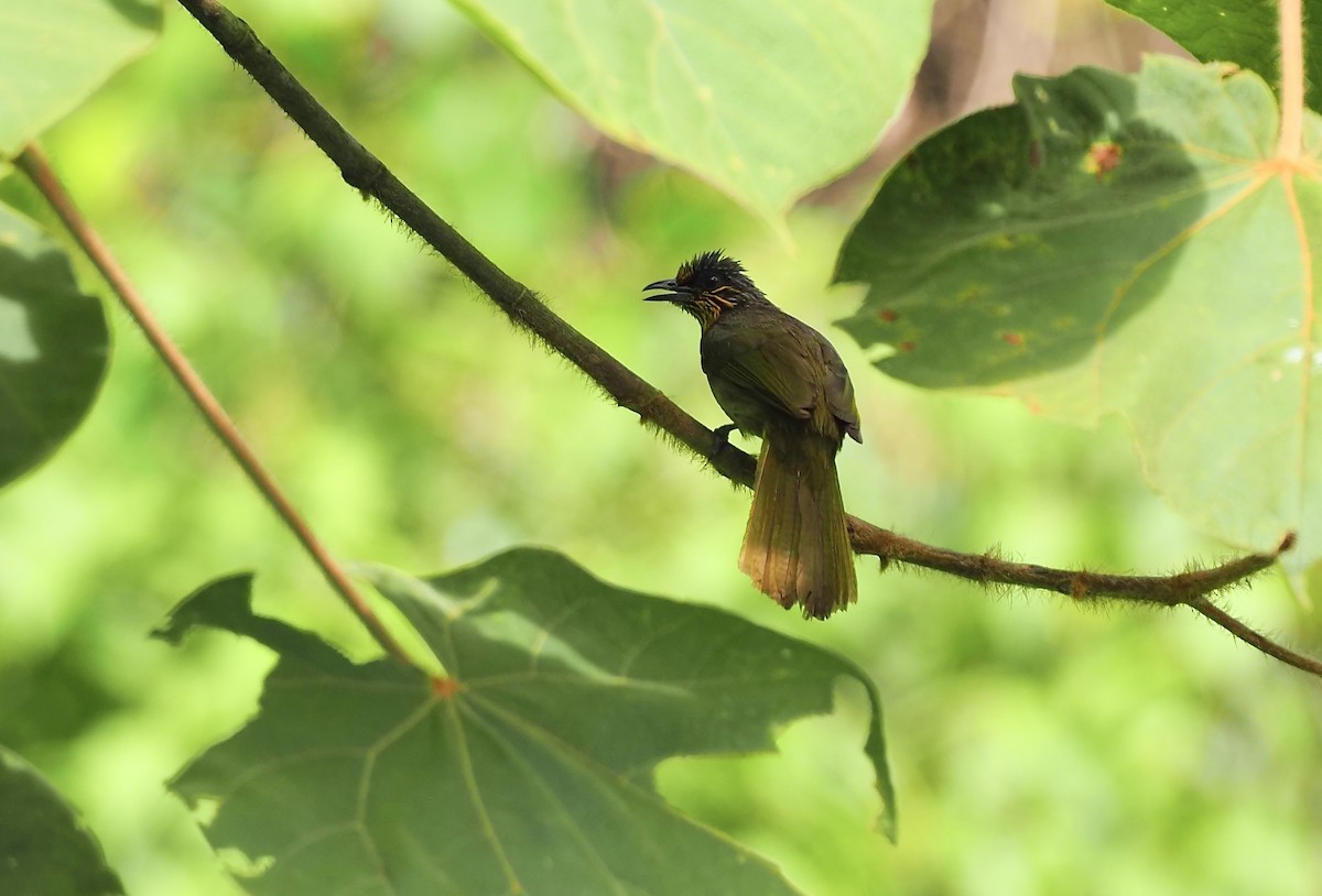 Stripe-throated Bulbul - ML620909560