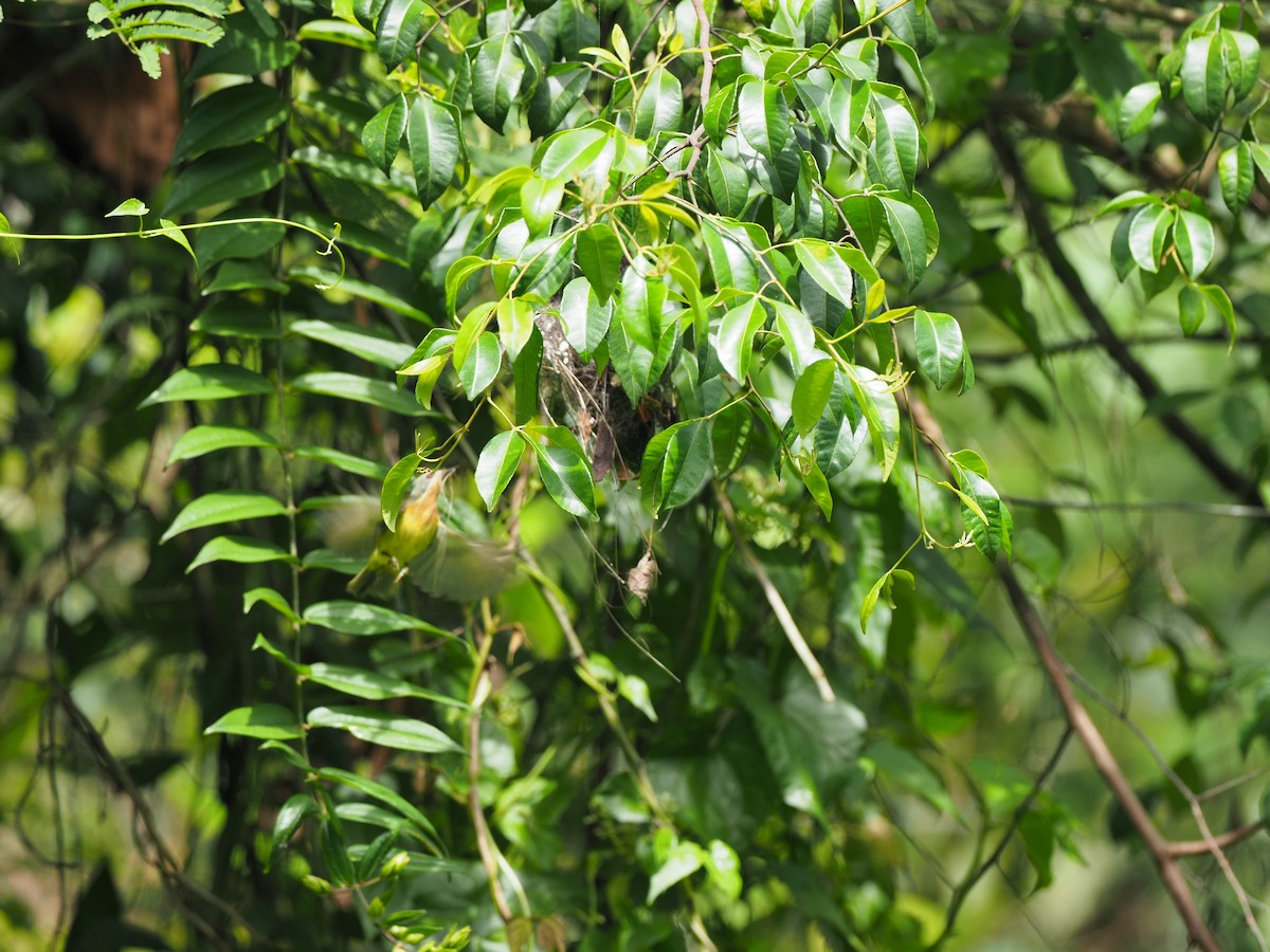 Ruby-cheeked Sunbird - ML620909563