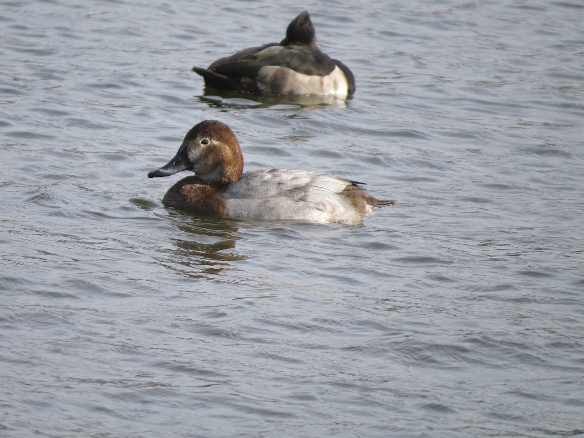 Common Pochard - ML620909564